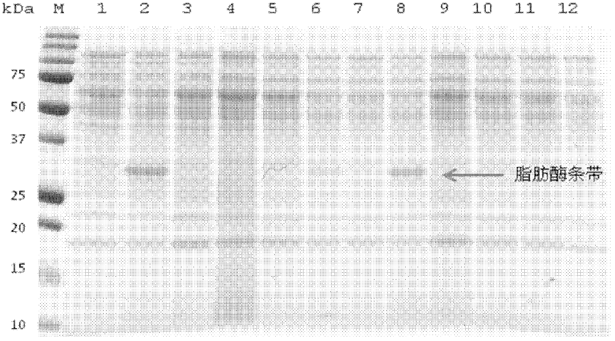 Preparation method and application of thermomyces lanuginosus lipase