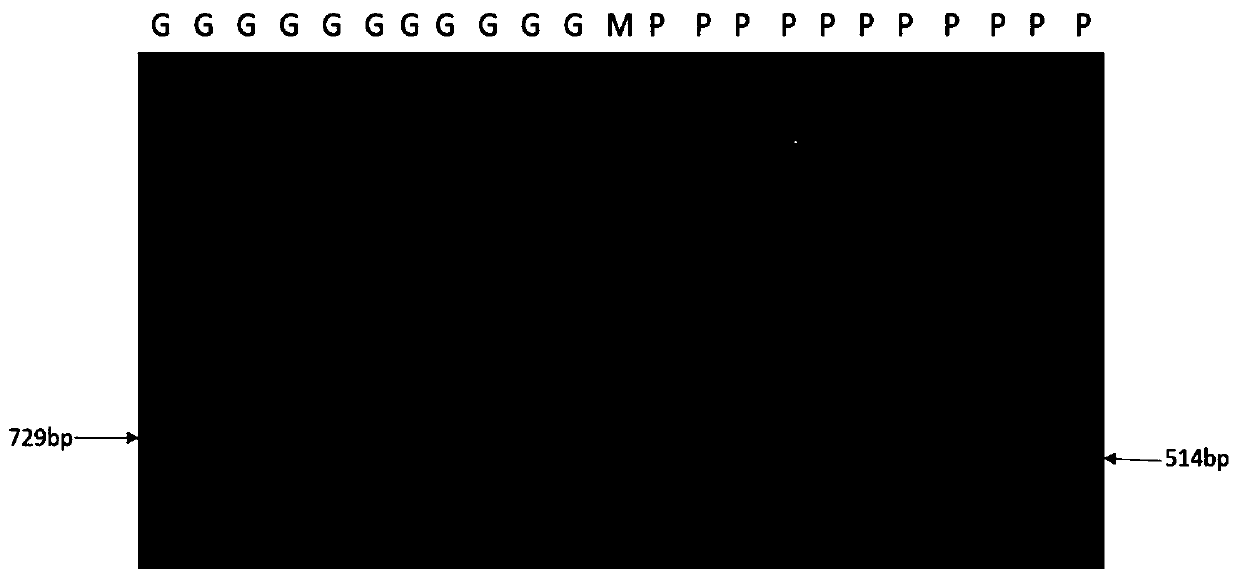 Functional molecular marker of brassica chinensis anthocyan synthesis regulation and control gene and application of functional molecular marker