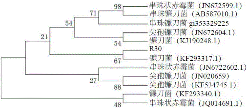 Method for removing aflatoxin B1 (AFB1) by use of fusarium and enzyme produced by fusarium