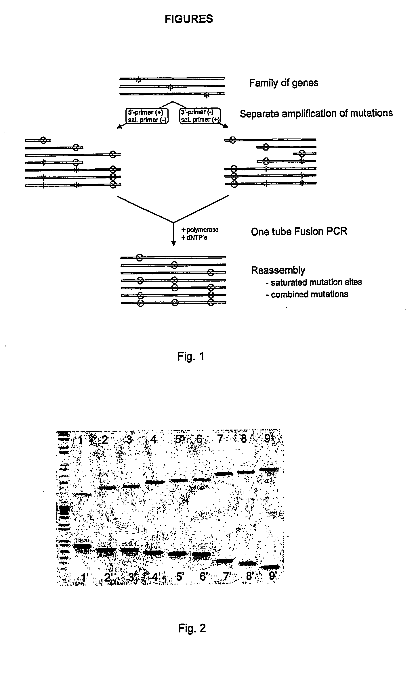 Process for preparing variant polynucleotides