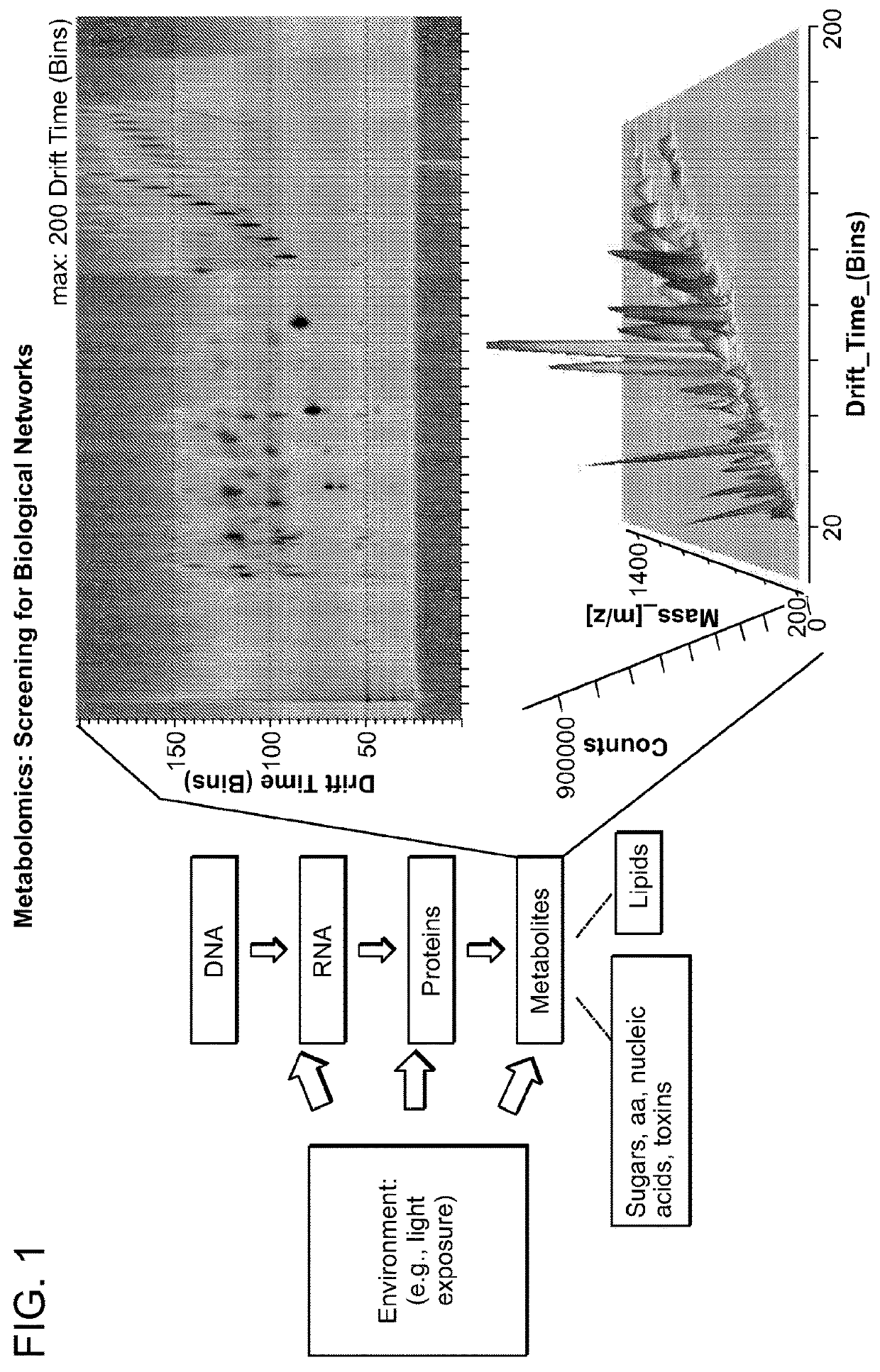 Metabolic pathway and metabolite identification