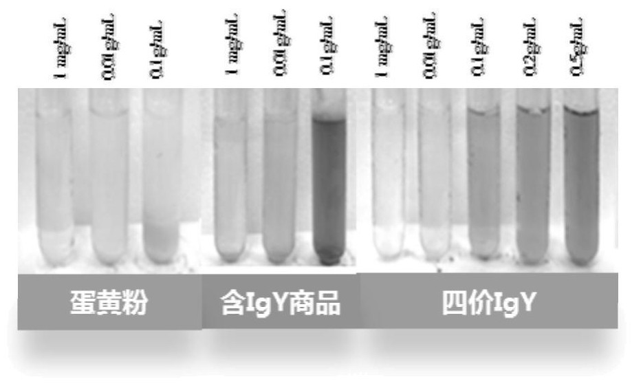 Hp tetravalent antigen as well as preparation method and application thereof