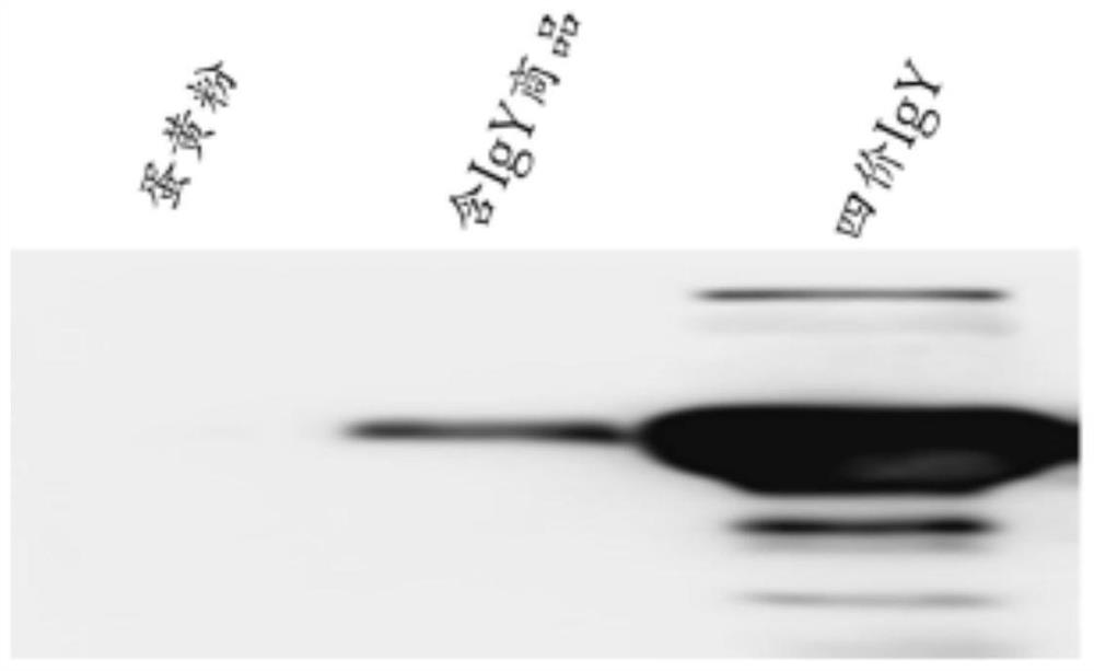 Hp tetravalent antigen as well as preparation method and application thereof