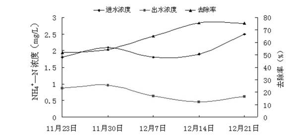 Application of berberis julianae schneid in purification of livestock and poultry breeding biogas slurry