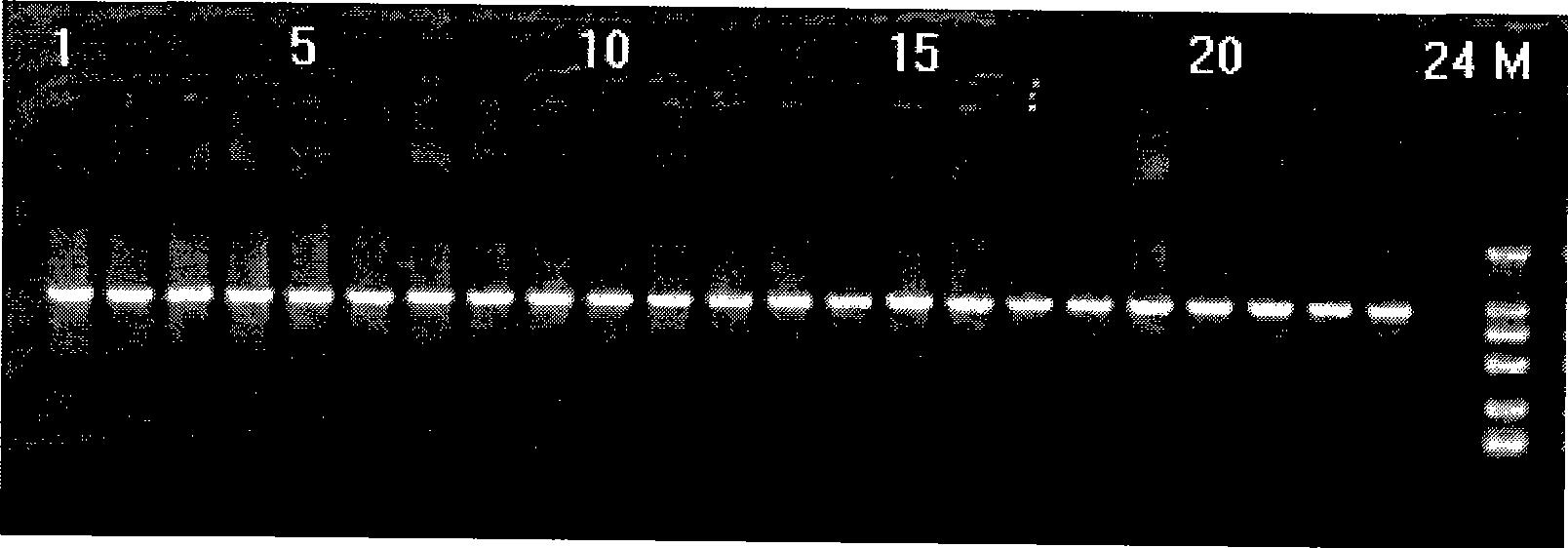 Method for detecting hereditary hearing loss relative connexin 26 gene GJB2 mutation and kit for detection