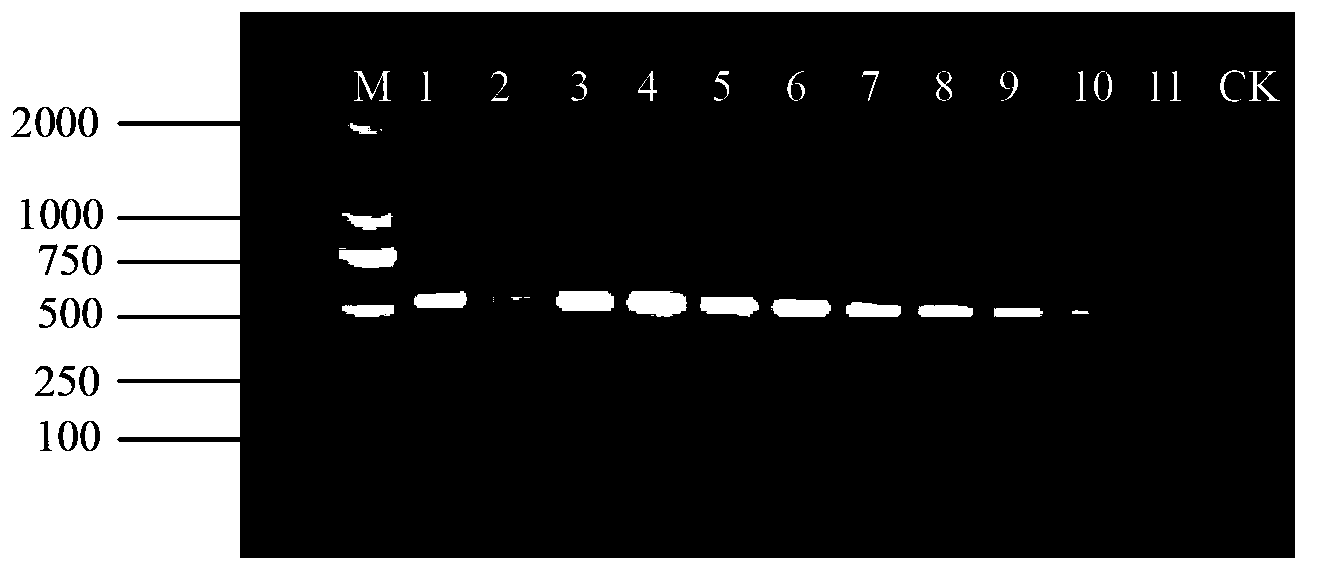 Method for quickly identifying pseudo-ginseng