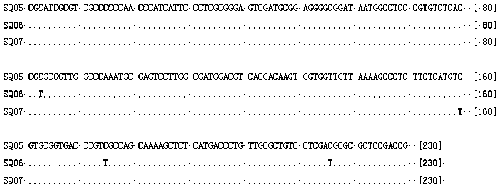 Method for quickly identifying pseudo-ginseng