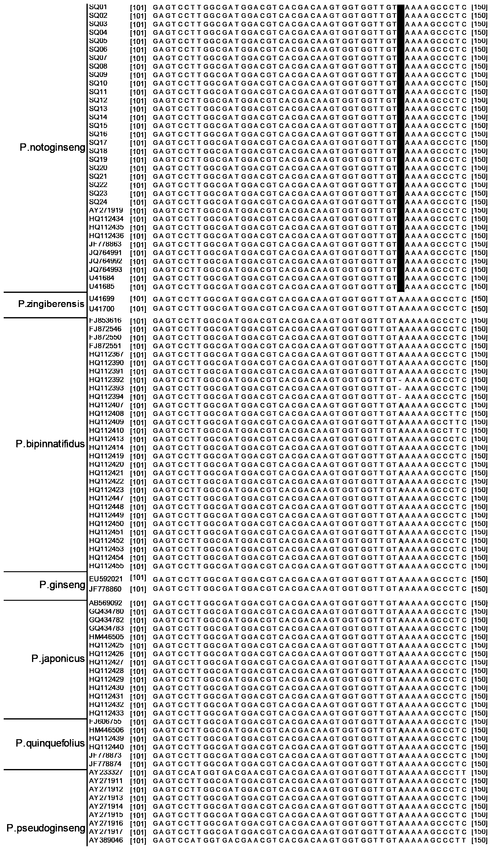 Method for quickly identifying pseudo-ginseng