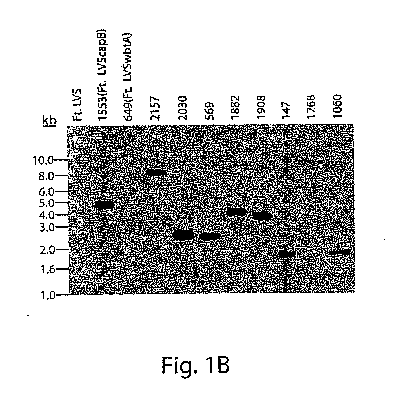 Live Attenuated Vaccine Strain for Prevention of Tularemia