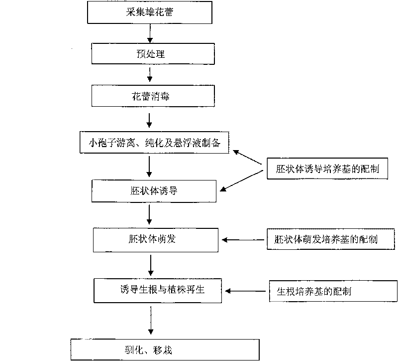 Cultivation method for Isolated microspore of cucumber