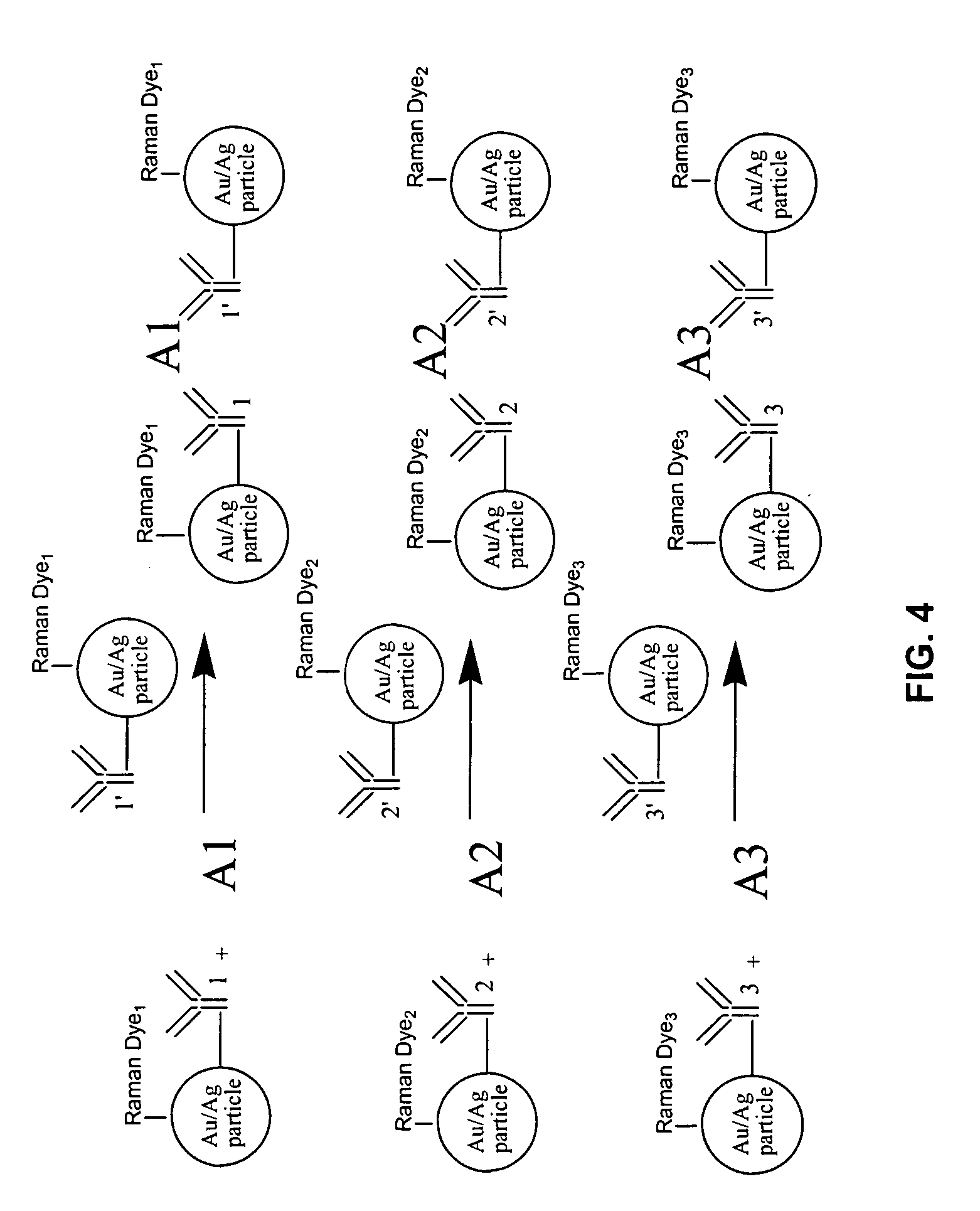 Novel antibody mediated surface enhanced raman scattering (SERS) immunoassay and multiplexing schemes