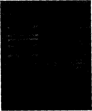 Immune tbid gene, encoded protein and use thereof