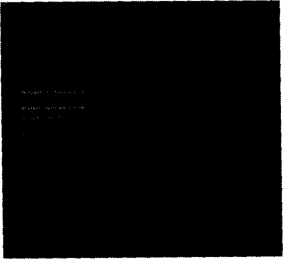 Immune tbid gene, encoded protein and use thereof