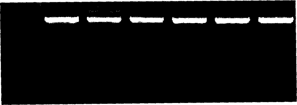 Immune tbid gene, encoded protein and use thereof