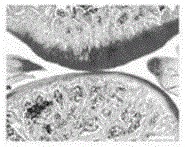 Making method of aggrecanases inhibitor combined with in-vitro cross-linked hyaluronic acid hydrogel and application thereof in drugs for treating osteoarthritis