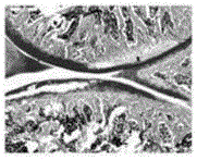 Making method of aggrecanases inhibitor combined with in-vitro cross-linked hyaluronic acid hydrogel and application thereof in drugs for treating osteoarthritis