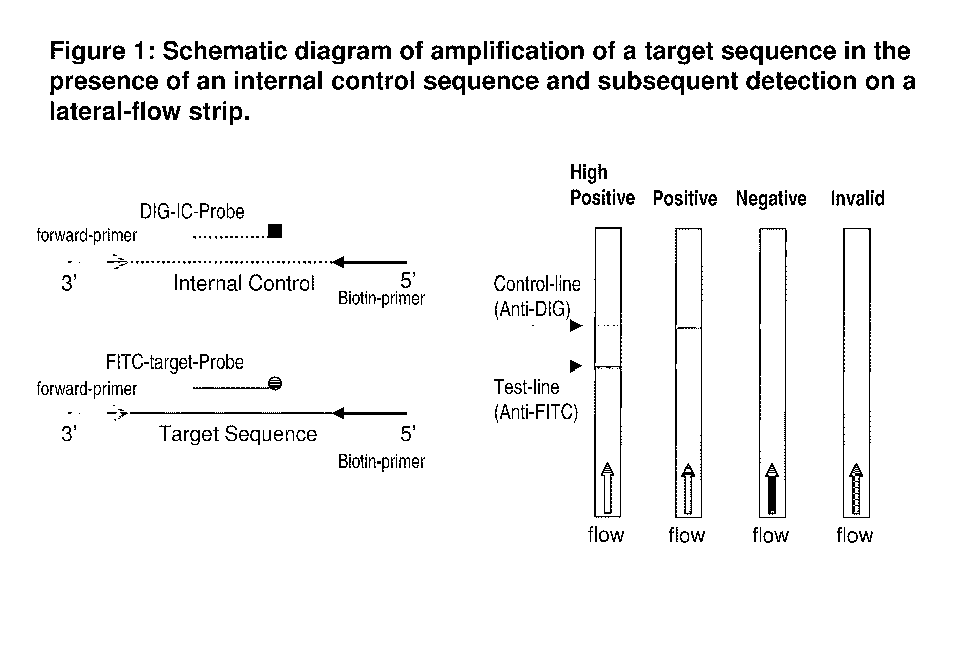 Detection of nucleic acid amplification products in the presence of an internal control sequence on an immunochromatographic strip