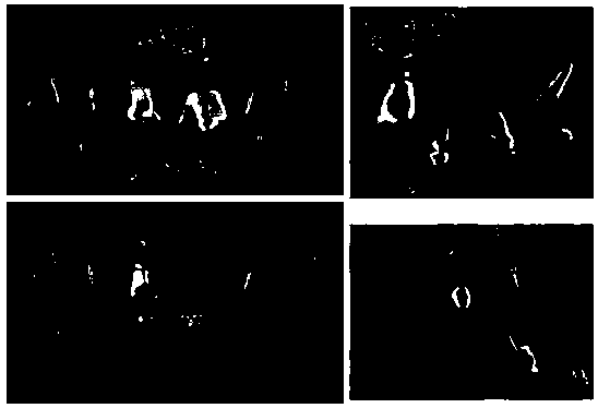 Tooth mineralization bleaching difunctional paste, preparation method and application