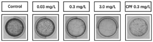 Chemical neurotoxicity identification method based on neurobehavioristics