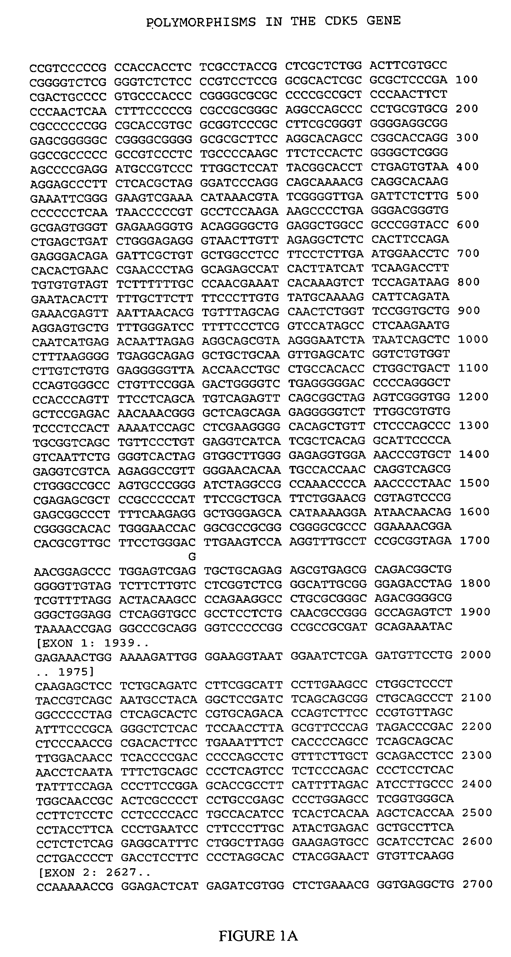 CDK5 genetic markers associated with galantamine response