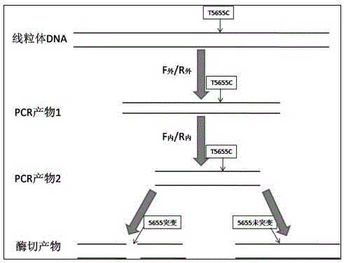 Kit for detecting mitochondrial T5655C mutation linked to hypertension and application thereof