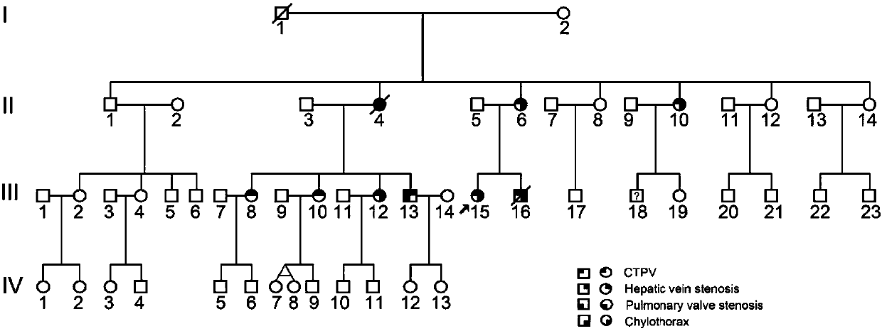 DDX24 gene mutation and application thereof