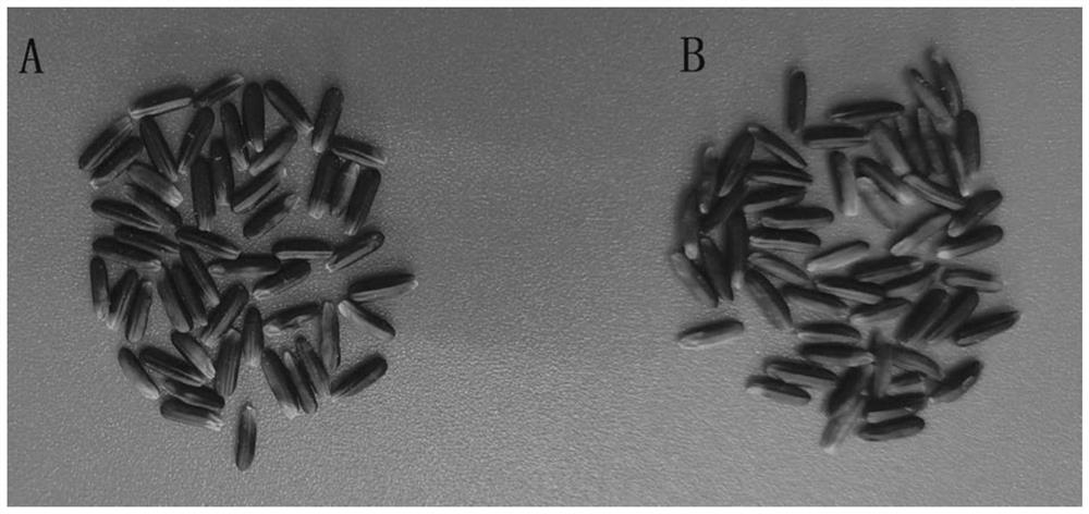 Breeding method of anthocyanin-rich disease-resistant aromatic rice variety