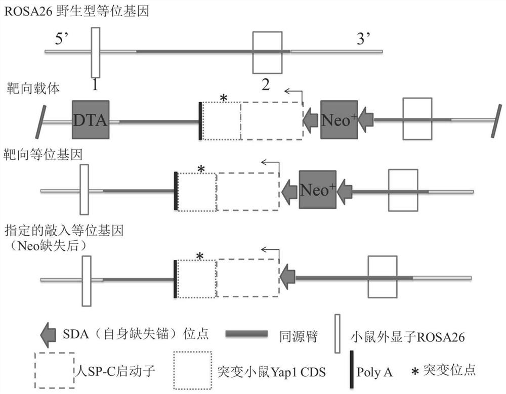 Building method of spontaneous squamous cell lung carcinoma mouse models