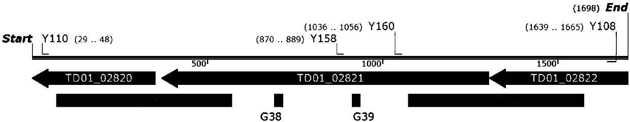 Method for preparing gram-negative bacterium competent cells through outer membrane defects