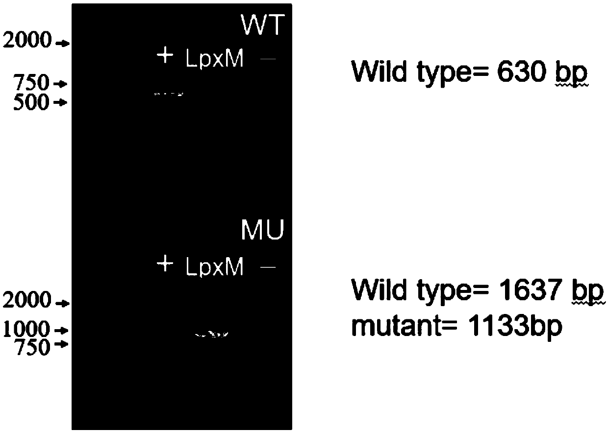 Method for preparing gram-negative bacterium competent cells through outer membrane defects