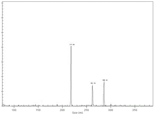 GeXP analysis method for synchronous detection of vibrio cholera and vibrio parahaemolyticus in food