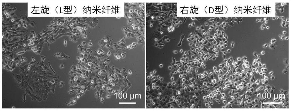 Left-handed chiral nanogel cell scaffold material and preparation method thereof