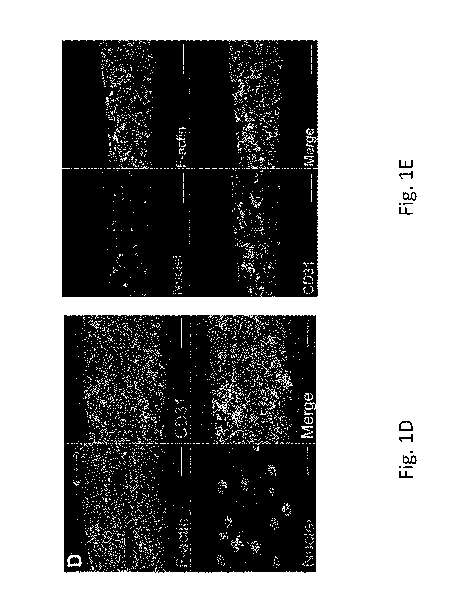 Electrostretched polymer microfibers for microvasculature development