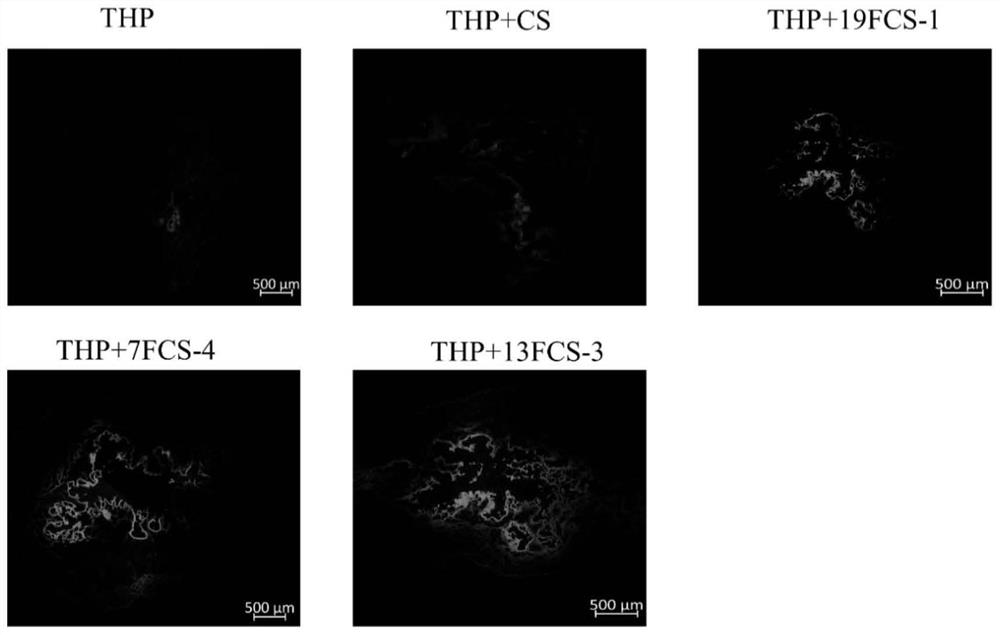 Application of fluorine-containing compound modified cationic polymer as drug carrier and preparation method