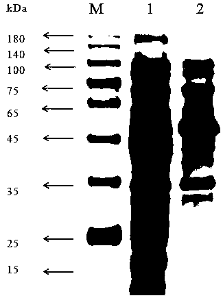 Display system of chitosanase cell surface and preparation and application thereof