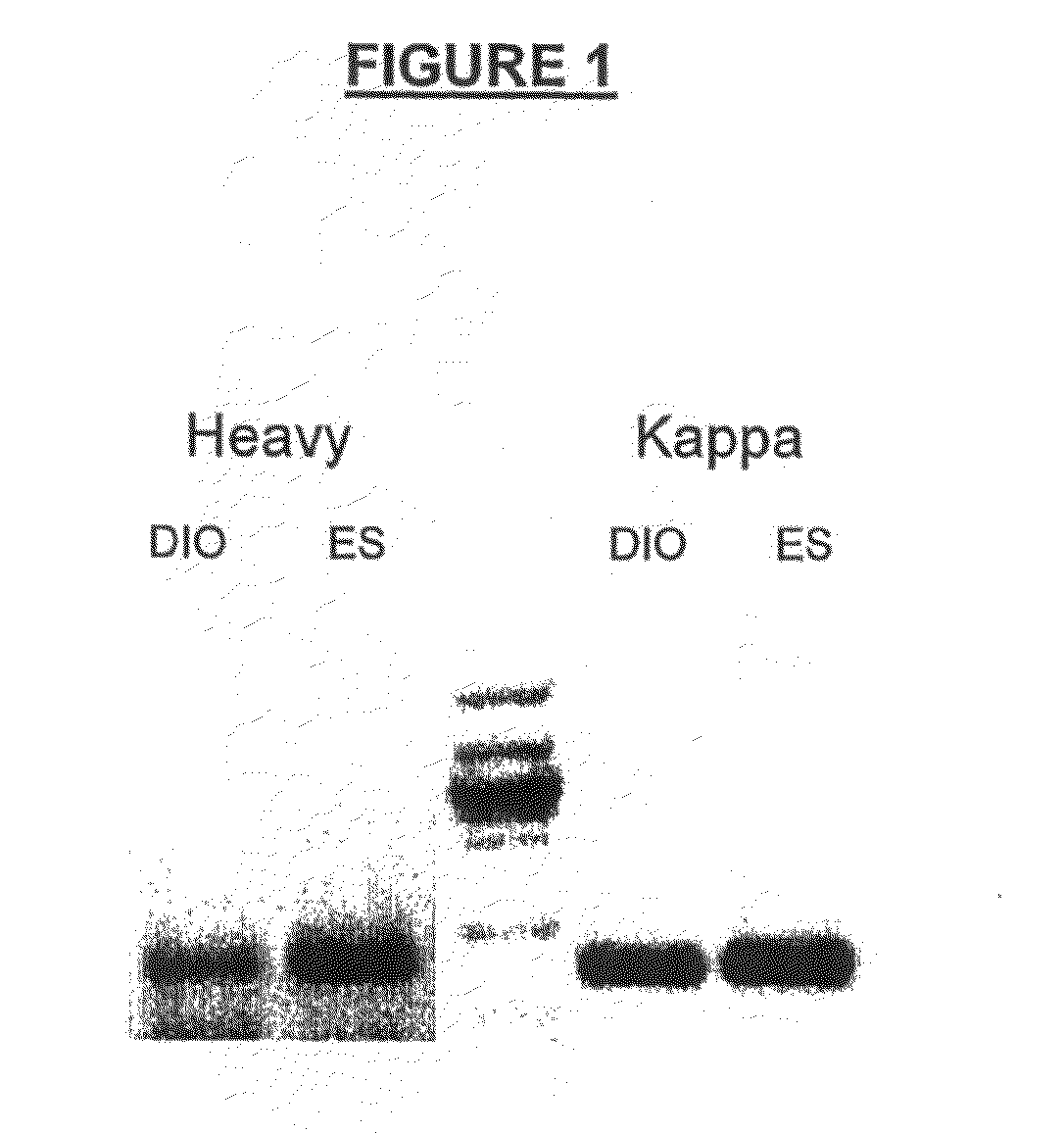 Methods of isolating cells and generating monoclonal antibodies