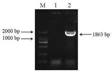 Promoter with both plant overground tissue organ specificity and photoinduced specificity and application thereof