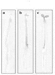 Promoter with both plant overground tissue organ specificity and photoinduced specificity and application thereof