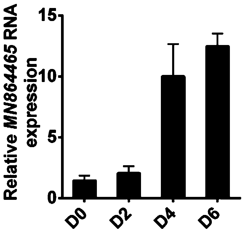 Method for increasing muscle mass of pigs