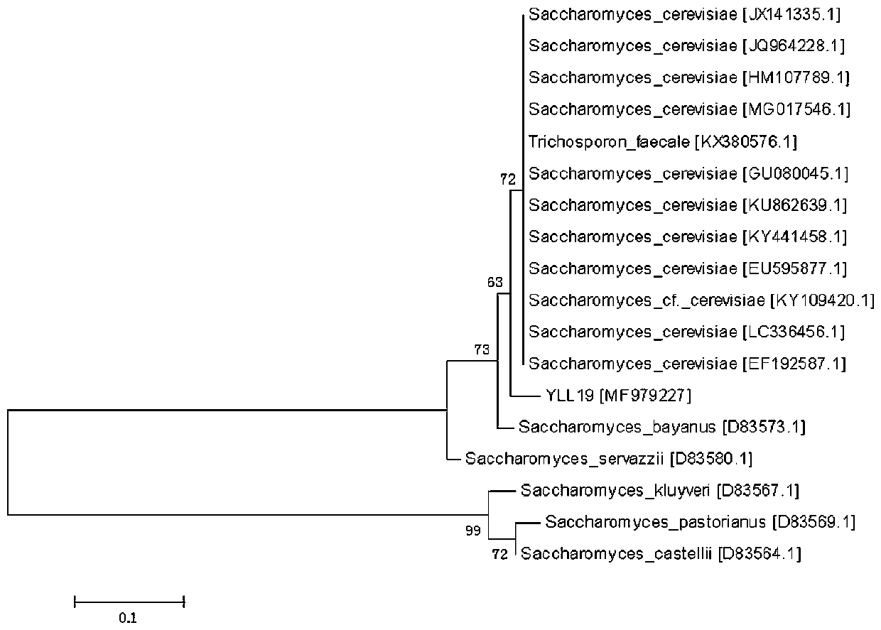 Saccharomyces cerevisiae strain and application thereof