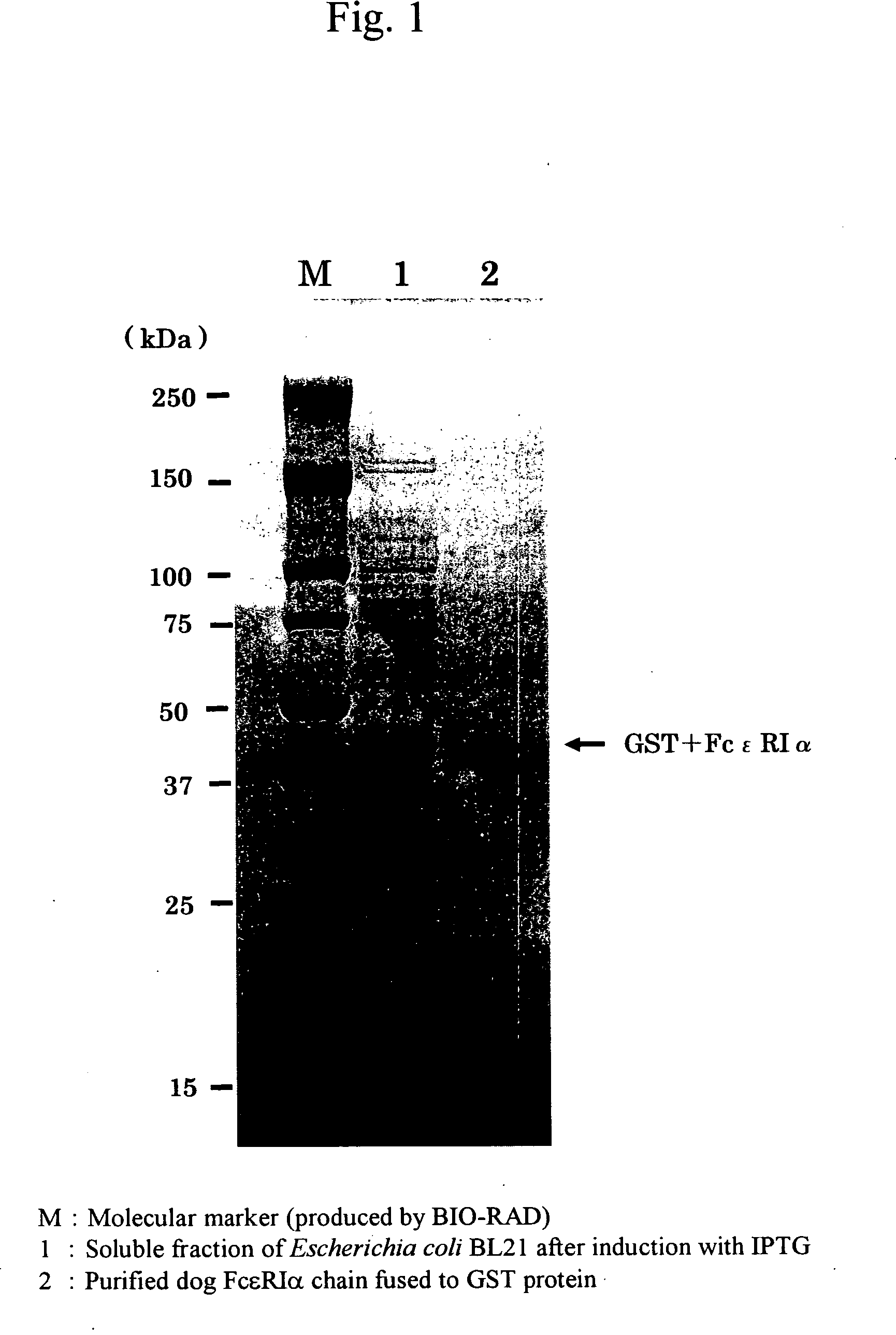 Novel Mite Allergen