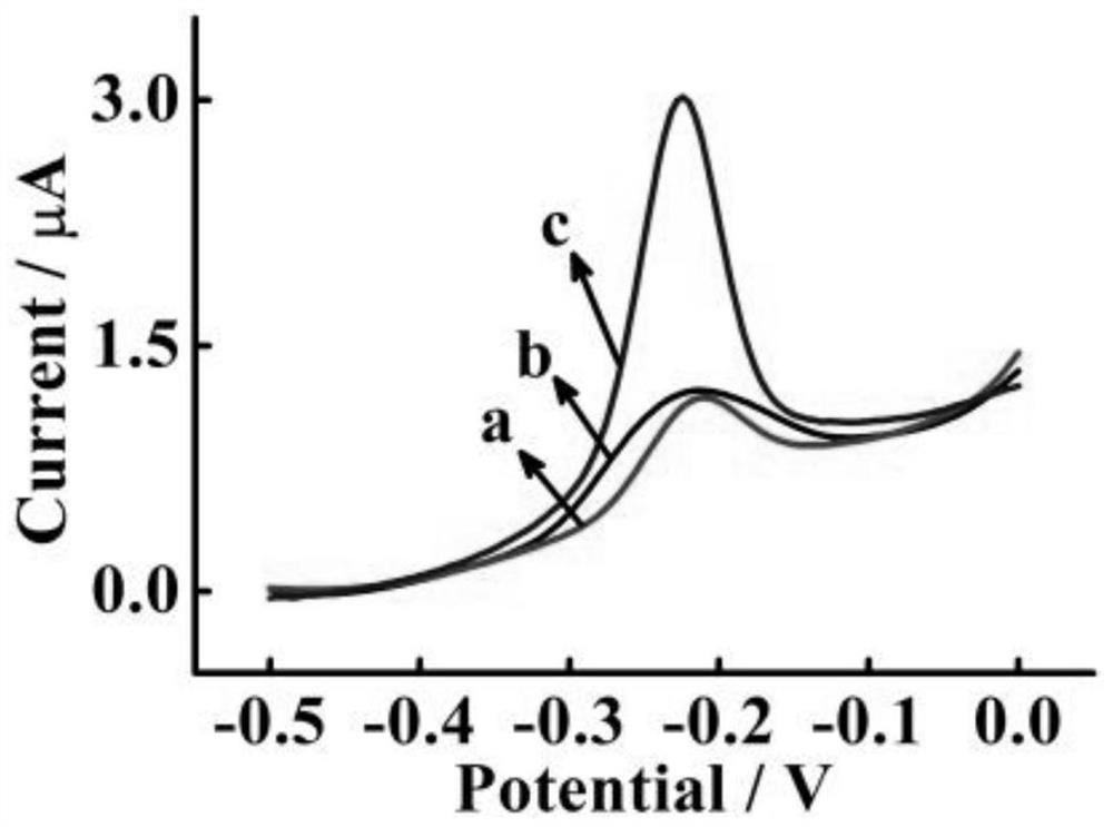 Electrochemical detection method for circulating miRNA in serum based on enzyme-free cascade circulating signal amplification