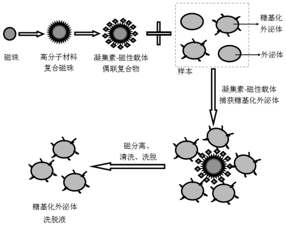 A Lectin-Magnetic Carrier Conjugated Complex for the Isolation of Glycosylated Exosomes from Clinical Samples