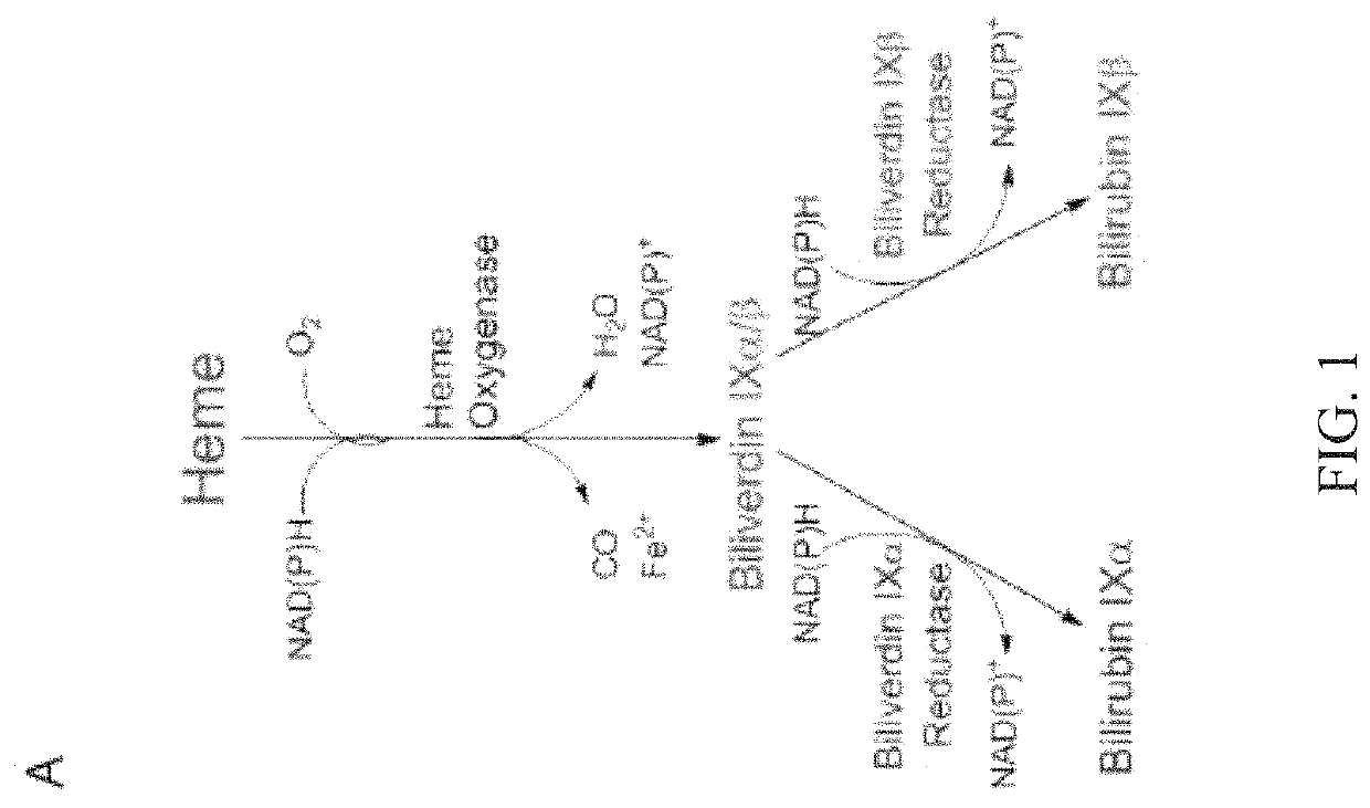 Methods for increasing platelet count by inhibiting biliverdin IXβ reductase