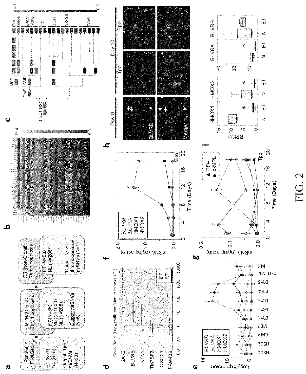 Methods for increasing platelet count by inhibiting biliverdin IXβ reductase