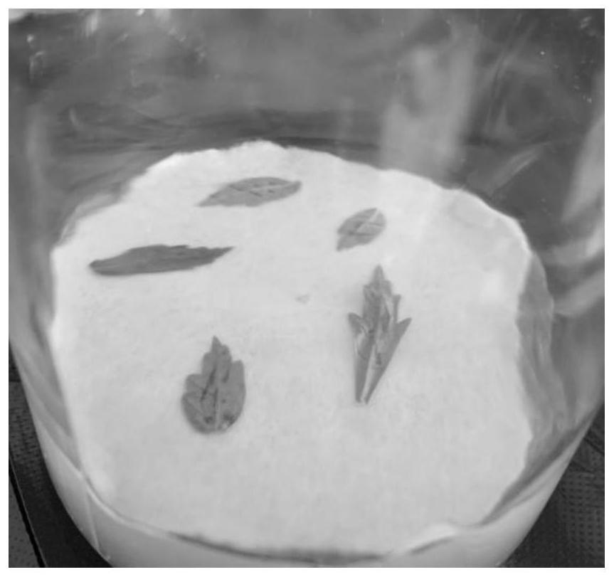 Agrobacterium tumefaciens-mediated genetic transformation method for toona ciliata