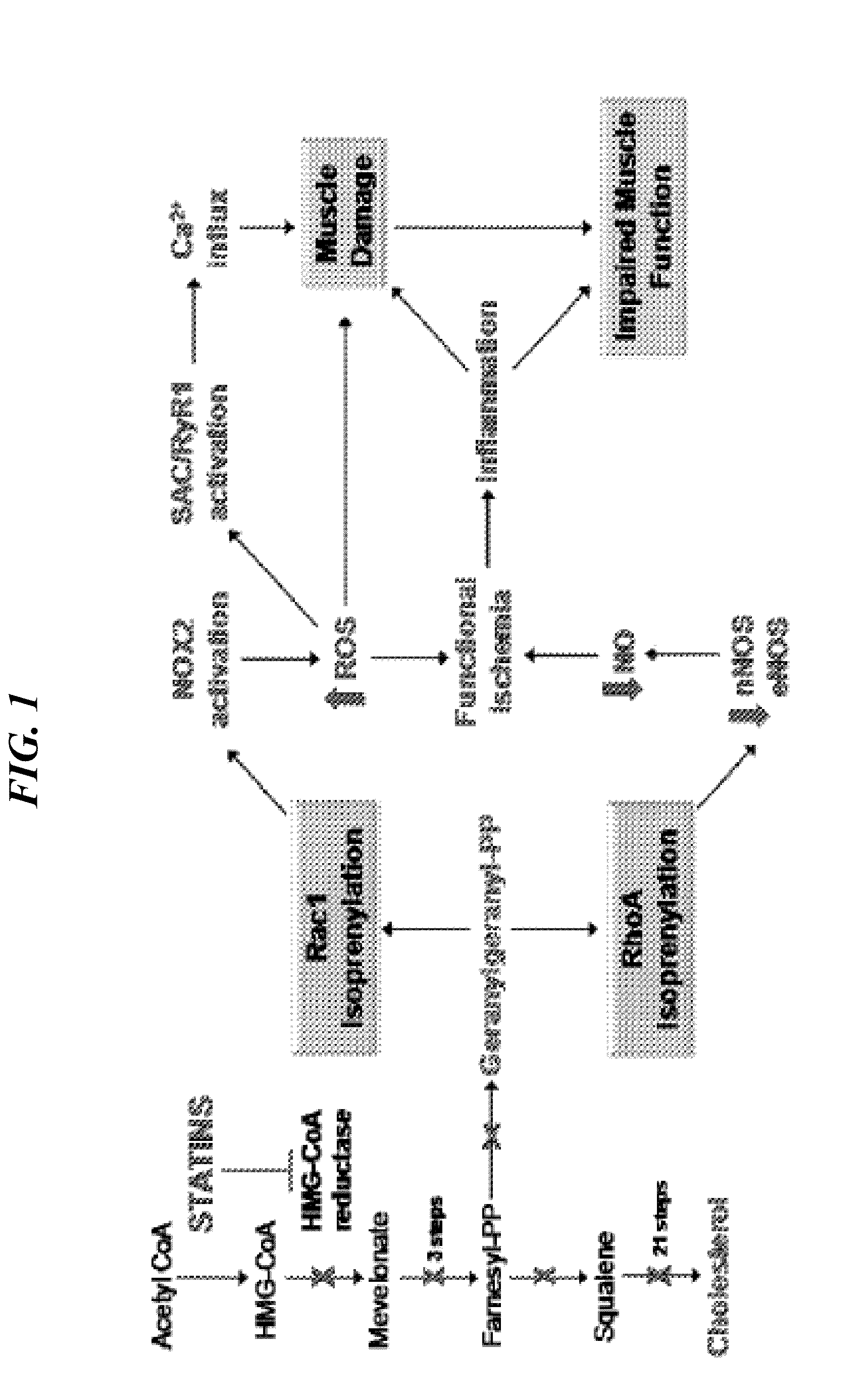 Statins in the treatment of muscular dystrophies and myopathies