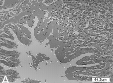 A method for establishing an animal model of damp-heat asthma