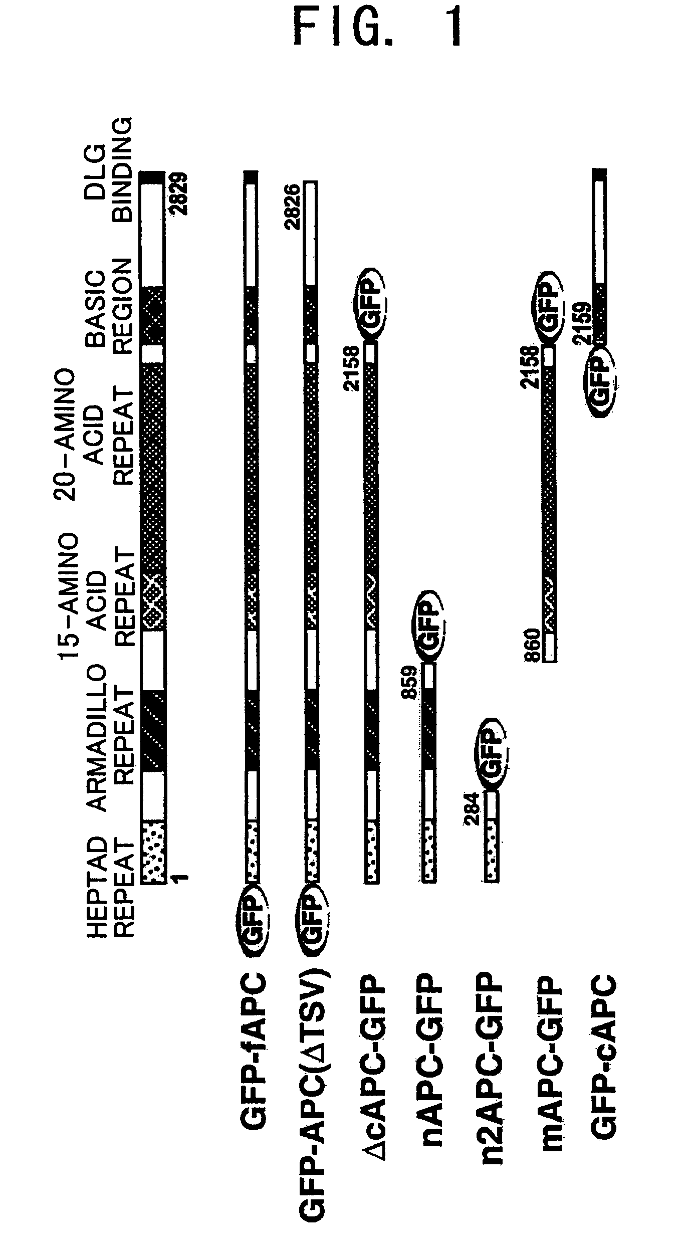 Cultured Xenopus laevis cell lines expressing mutant Adenomatous polyposis coli gene