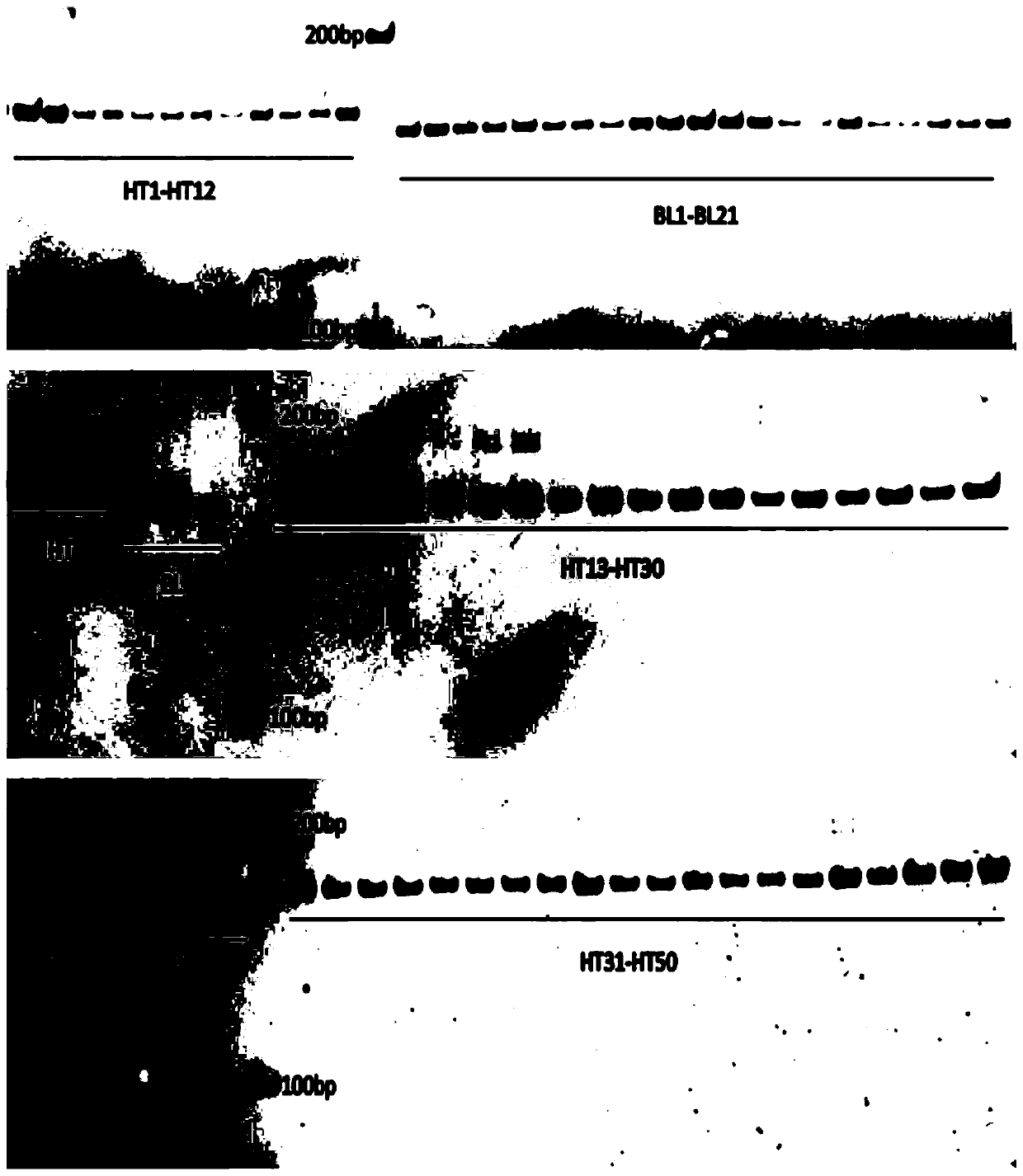 Identifying primer and identifying method for germplasm of hucho taimen and brachymystax lenok and reagent kit